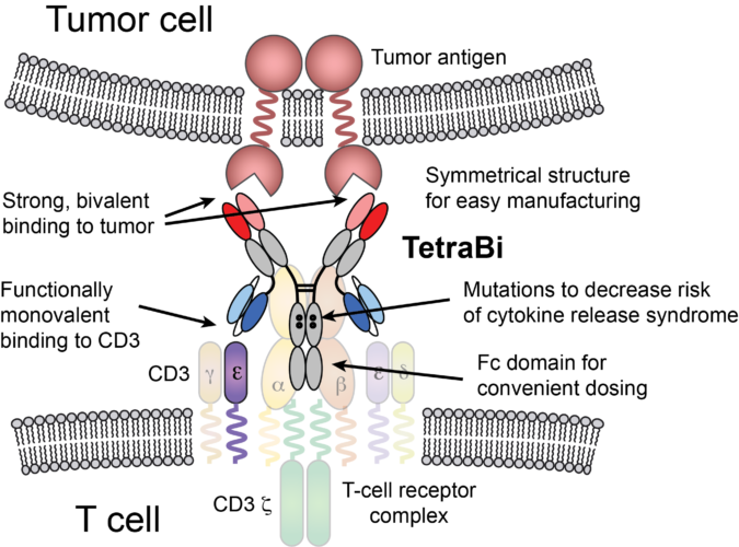 T-cell engagement figure